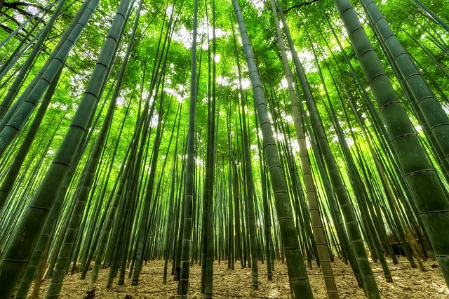 El cuento del bambú japonés
